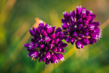Summer field flowers