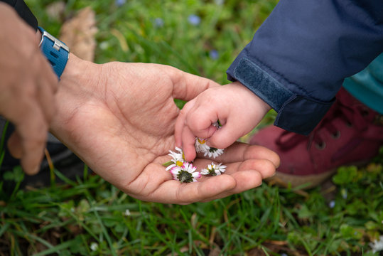 Parent and child picking flowers - holding daisies in the hand
