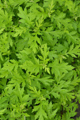 よもぎ　水滴　雨上がり