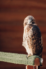 Hawk standing on wood with head turned left