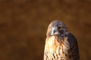 Hawk standing on wood with head turned left