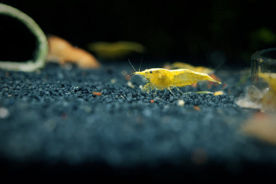 Neocaridina garnele yellow fire im Süßwasseraquarium