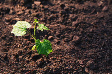 Seedling and plant growing in soil and copy space for insert text