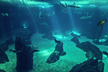 Fototapeta na wymiar Underwater photo of reef and tropical fishes