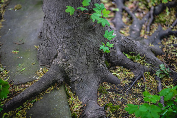 portrait of young skater girl in berlin