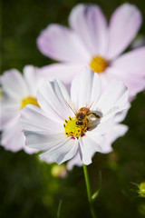 Obraz premium flowers in the garden