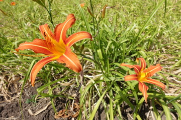 Close view of two orange flowers of Hemerocallis fulva