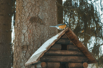Bullfinch in the forest
