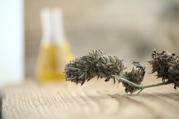 oil cbd hemp seeds marijuana medical cannabis