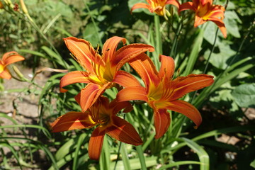 Three orange flowers of Hemerocallis fulva in June