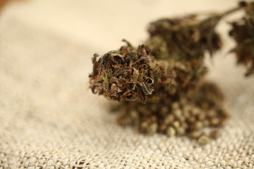 oil cbd hemp seeds marijuana medical cannabis