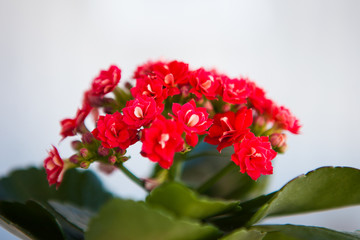 Houseplant kalanchoe with red flowers, close up