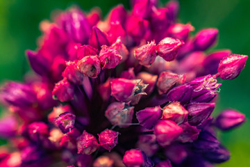 Summer field flowers