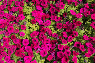 Simple magenta colored flowers of petunia from above