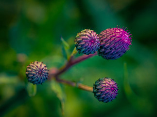 Summer field flowers