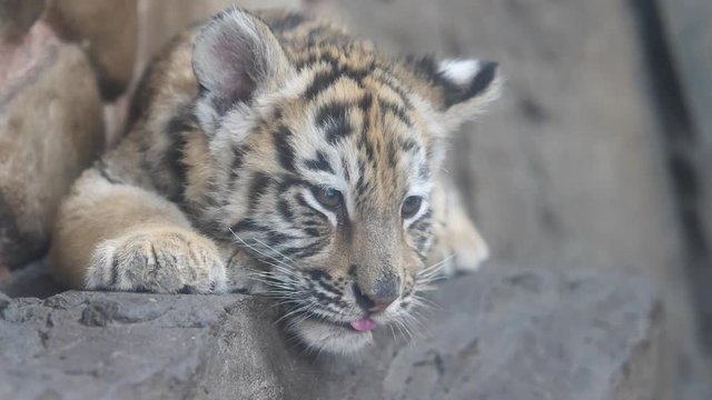 Sleepy tiger baby lying on ground, tired expression, looking at camera then closing eyes slowly, beautiful and dangerous animal, slow motion.