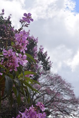 Flor rosa de  manac&aacute; da serra (Tibouchina mutabilis)