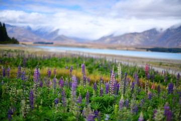 ニュージーランドテカポ