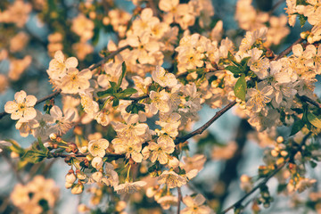 Cherry blossom, spring outdoor background