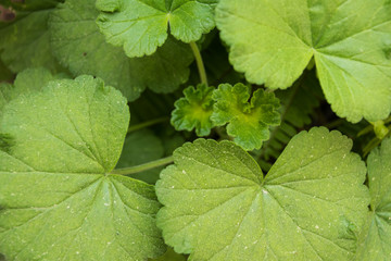 Hojas de geranio verdes 
