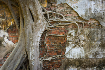 tree root on old ruined house