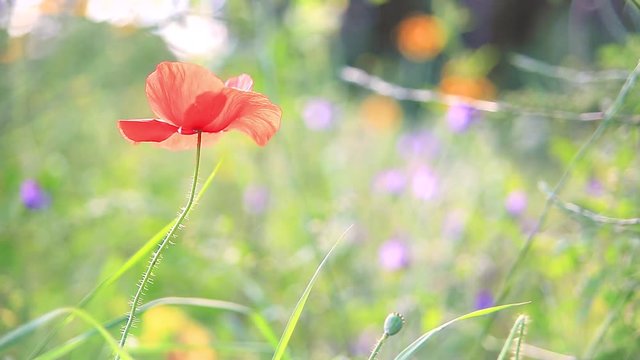 Kr&auml;uterwiese, Blumenwiese, wildes Feld - bunte Blumen, Kr&auml;uter, Mohn, Klatschmohn sowie Insekten wie K&auml;fer und Bienen im Sommer