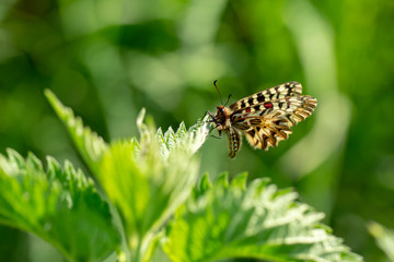 Osterluzeifalter seitlich auf einer Brennessel sitzend