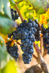Ripe purple grapes with leaves in natural condition, the vineyard of Puglia of Primitivo grape...
