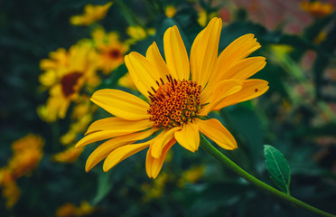 Summer field flowers