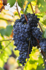 Ripe purple grapes with leaves in natural condition, vineyard in Puglia, is in southern Italy, particularly Salento
