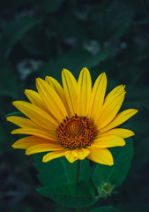 Summer field flowers