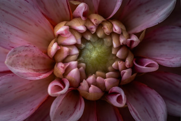 Dahlia flower close up