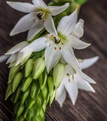 Ornithogalum flower