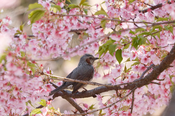 河津桜とヒヨドリ