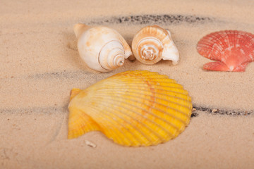 sea shells colorful on a black background