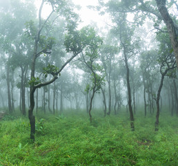Fototapeta premium Fog forest nature green