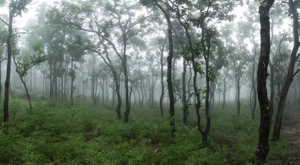 Fog forest nature green