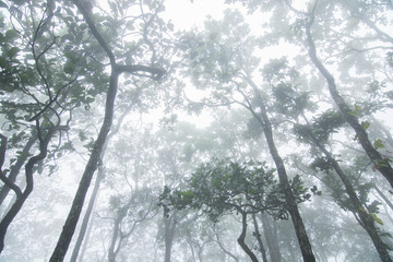 Pa Hin Ngam Nationalpark Wood trail