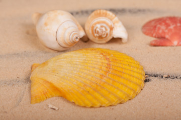 sea shells colorful on a black background