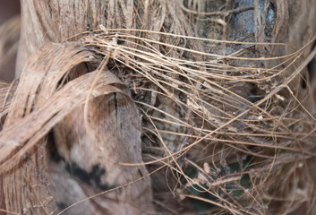 Parte de la palmera de abajo deshilachando