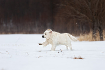 Happy and crazy golden retriever dog running fast in the field in winter