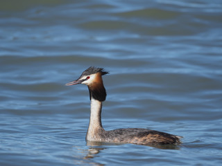 Great crested Grebes (Podiceps cristatus)