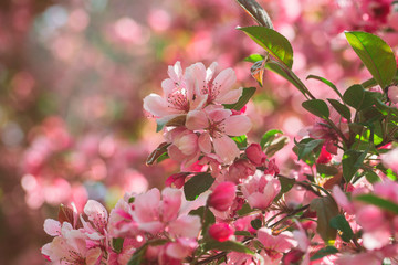 Fototapeta na wymiar Beautiful blooming apple tree branch with sun