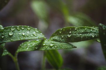 Tomato seedlings with water droplets on the leaves