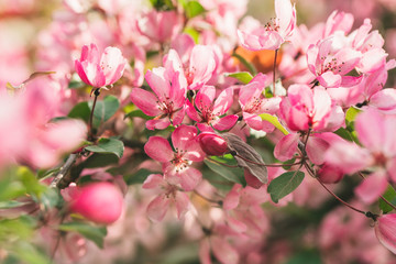 Beautiful blooming apple tree branch with sun