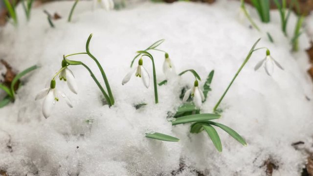 Snow melting and snowdrop flower blooming in spring Time lapse