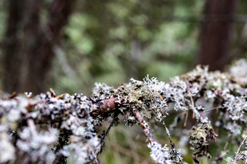 lichen