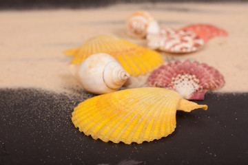 sea shells colorful on a black background
