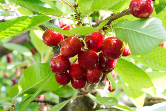 Chilean Cherries on a tree, Talca, Chile