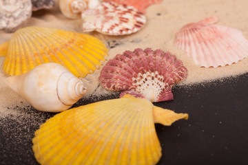 sea shells colorful on a black background